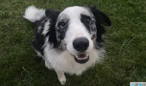 AI超越专业医生