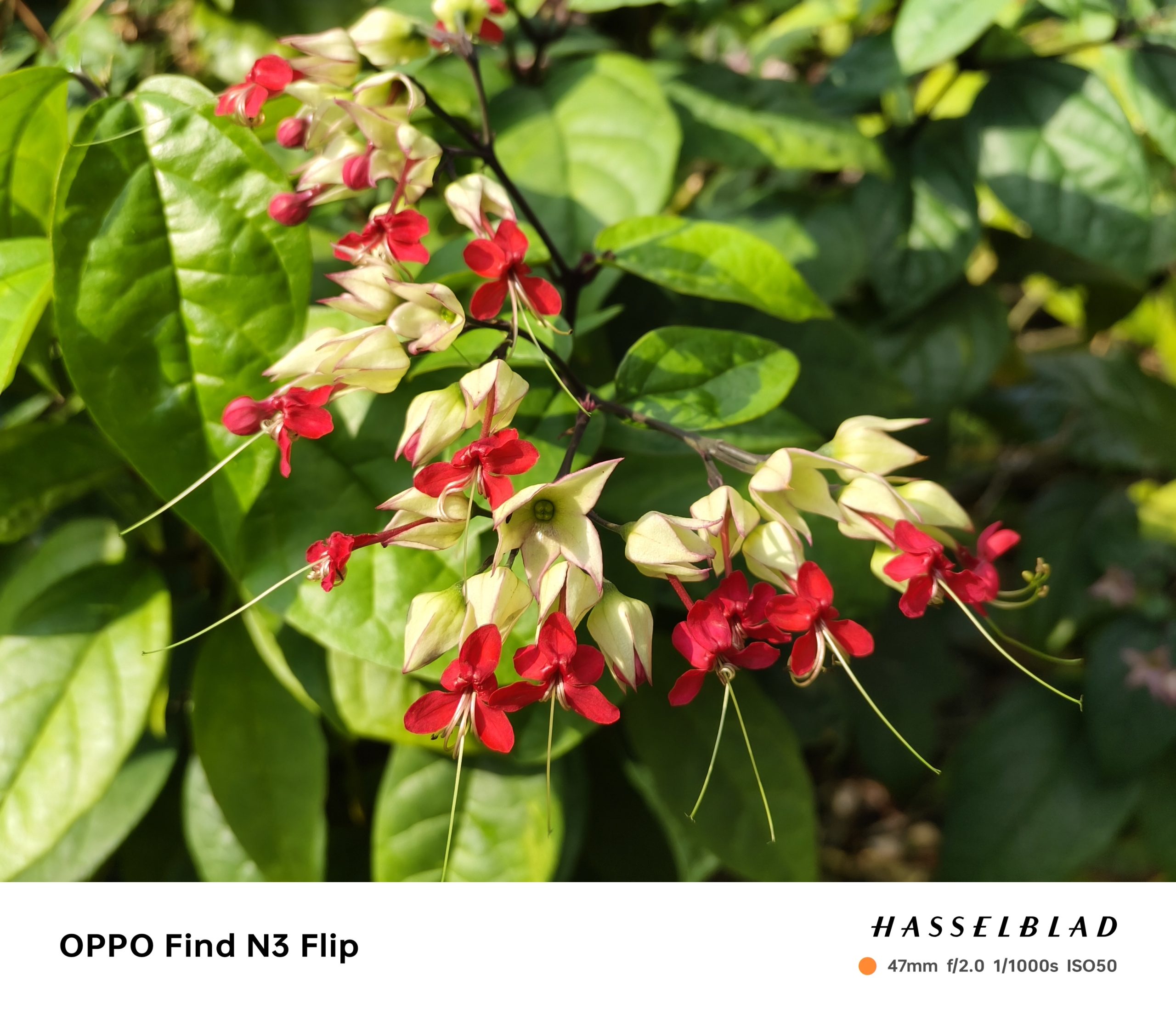 OPPO Find N3 Flip 评测：目前拍照最好的小折叠屏手机！ 56