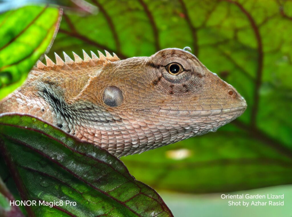 HONOR Magic8 Pro 荣膺“2026大马旅游年”官方指定影像设备 HONOR Magic8 Pro 荣膺“2026大马旅游年”官方指定影像设备 12