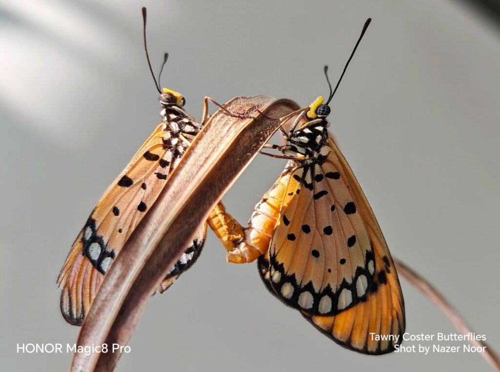 HONOR Magic8 Pro 荣膺“2026大马旅游年”官方指定影像设备 HONOR Magic8 Pro 荣膺“2026大马旅游年”官方指定影像设备 13