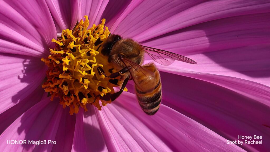 HONOR Magic8 Pro 荣膺“2026大马旅游年”官方指定影像设备 HONOR Magic8 Pro 荣膺“2026大马旅游年”官方指定影像设备 14